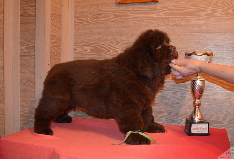 Фото: ньюфаундленд Хит Шелико Король Лев Аслан (Hit Sheliko Korol Lev Aslan)