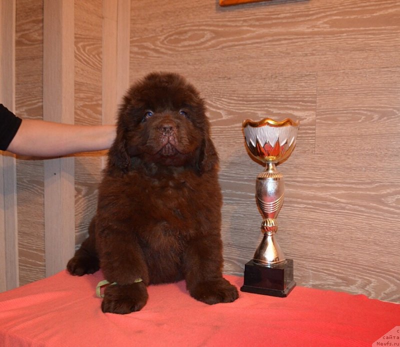 Фото: ньюфаундленд Хит Шелико Король Лев Аслан (Hit Sheliko Korol Lev Aslan)