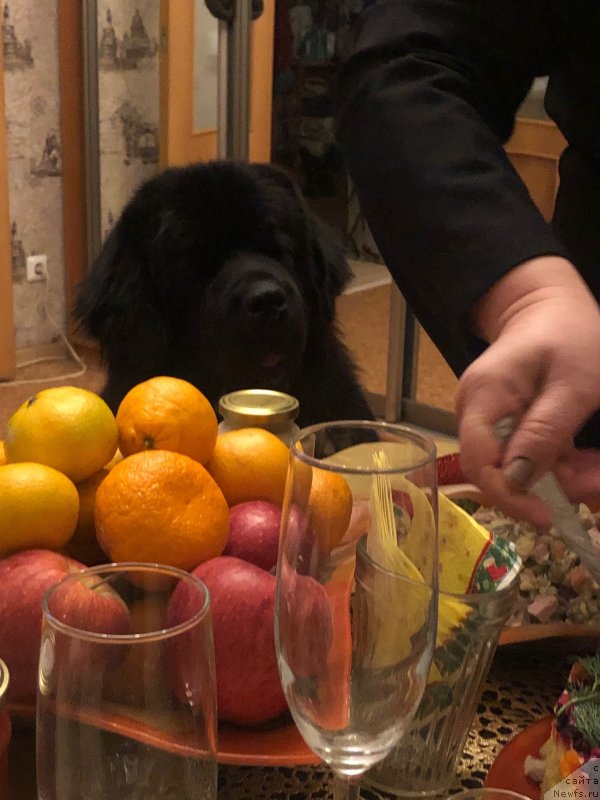 Фото: ньюфаундленд Даанич Веселый Роджер