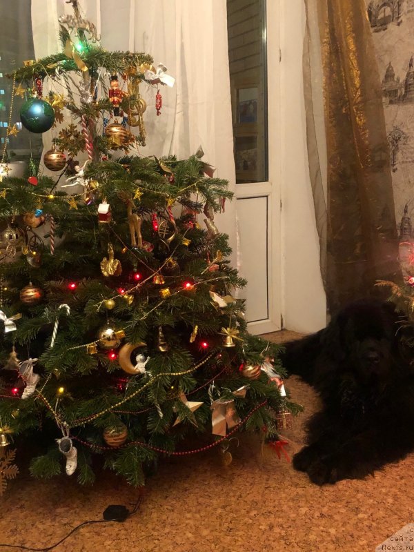 Фото: ньюфаундленд Даанич Веселый Роджер