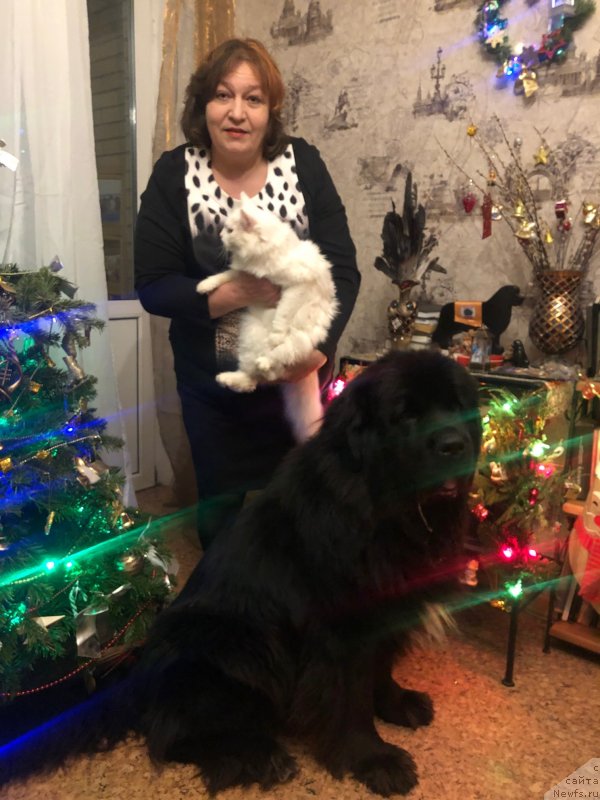 Фото: ньюфаундленд Даанич Веселый Роджер, Лилиана Рахматова