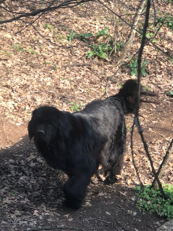 Фото: ньюфаундленд Крымская Карта с Берега Дона