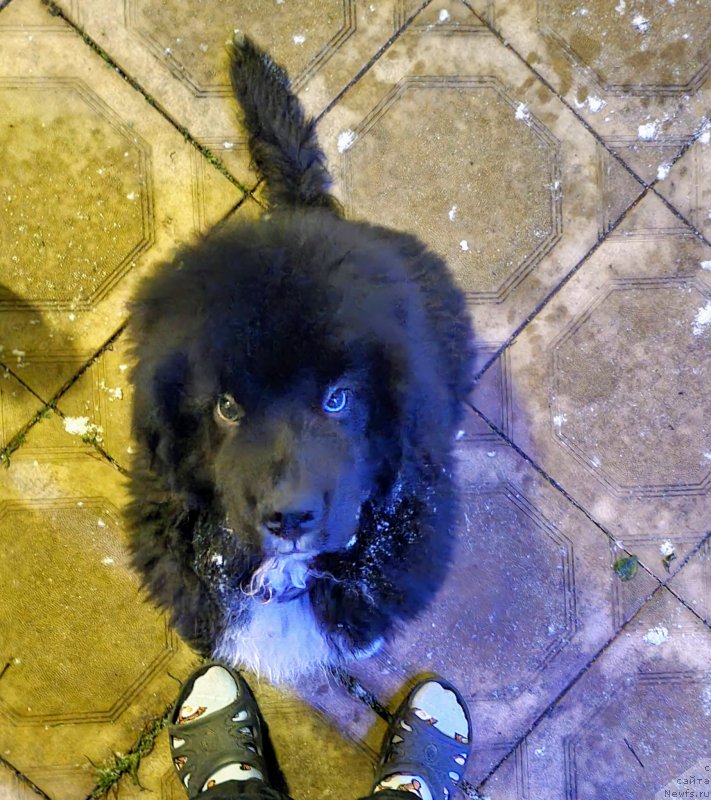 Фото: ньюфаундленд King of Helluland East 17