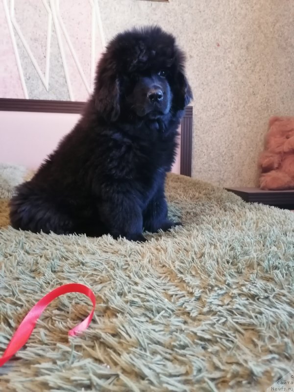 Фото: ньюфаундленд Жаклина Фаворите оф Лав