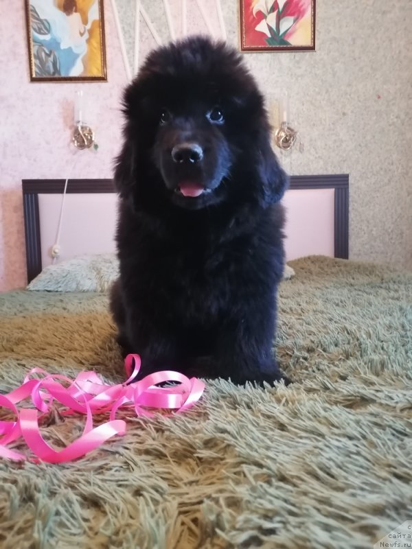 Фото: ньюфаундленд Жанлина Проуд Леди