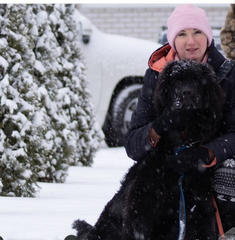 Фото: ньюфаундленд Шерлиз Греат Соул