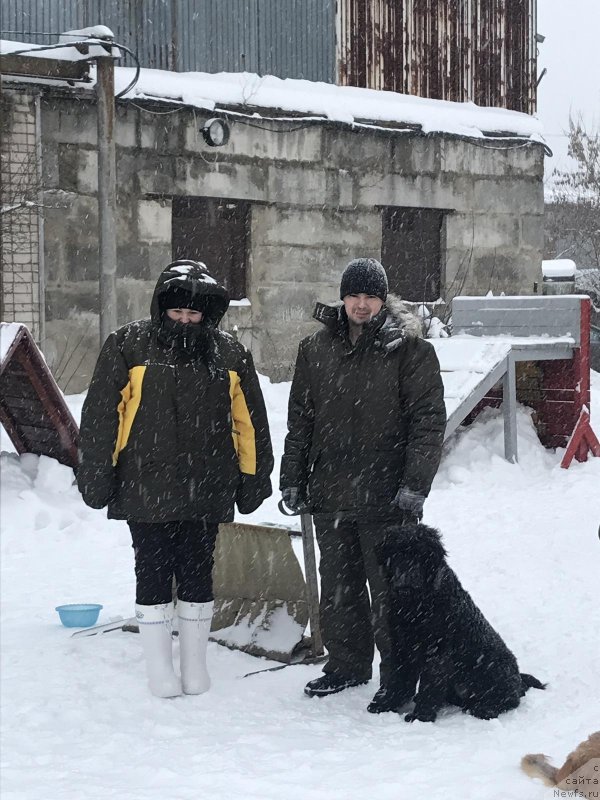 Фото: ньюфаундленд Шерри Дарк Шарм