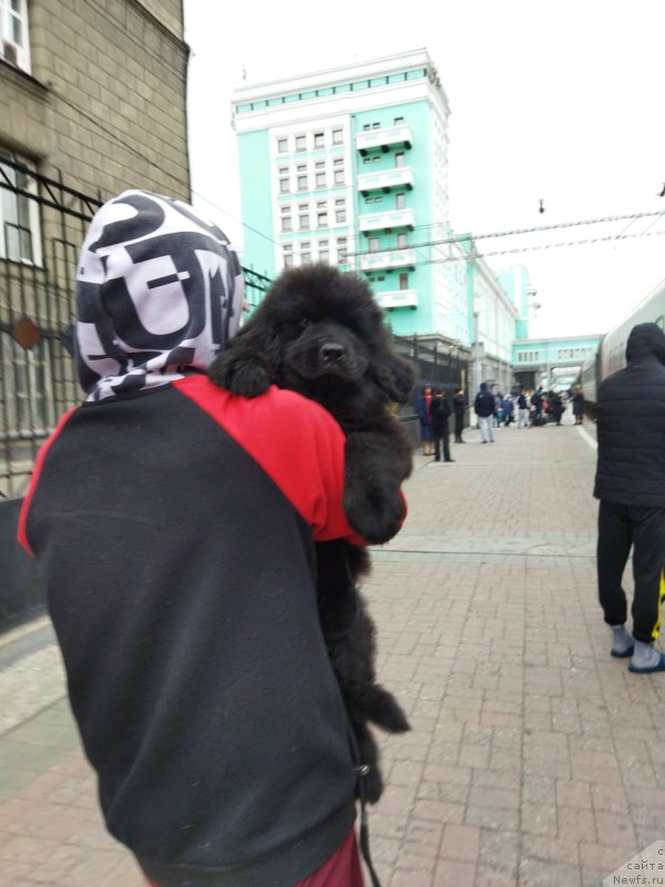 Фото: ньюфаундленд Даркфлайт Эволюшн, ньюфаундленд Даркфлайт Эволюшн