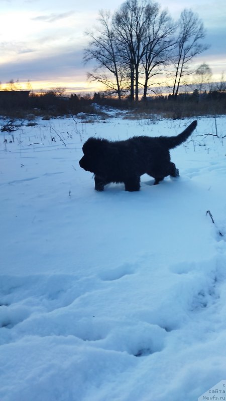 Фото: ньюфаундленд Даркфлайт Эволюшн