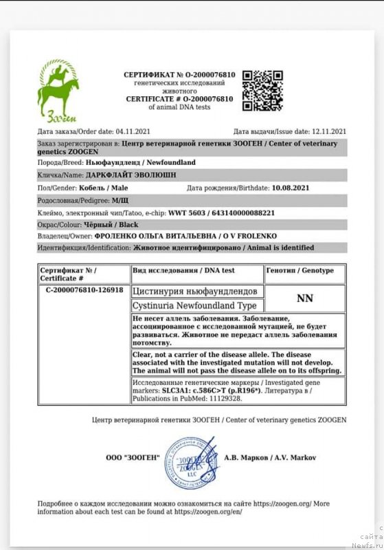Фото: ньюфаундленд Даркфлайт Эволюшн