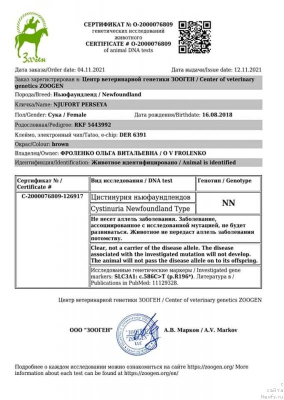 Фото: ньюфаундленд Ньюфорт Персея (Njufort Perseya)