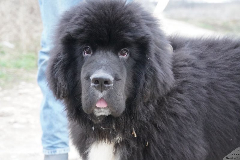 Фото: ньюфаундленд King of Helluland East 17