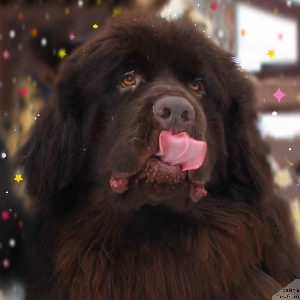 Фото: ньюфаундленд Плюшевая Панда Плюс Плюс оф Лове (Plushevaya Panda Plus Plus of Love)