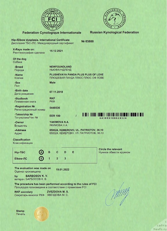 Фото: ньюфаундленд Плюшевая Панда Плюс Плюс оф Лове (Plushevaya Panda Plus Plus of Love)