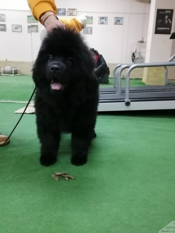 Фото: ньюфаундленд Жанлина Проуд Леди