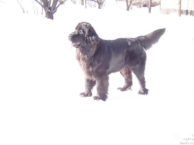 Фото: ньюфаундленд Сент Джонс Жаклин
