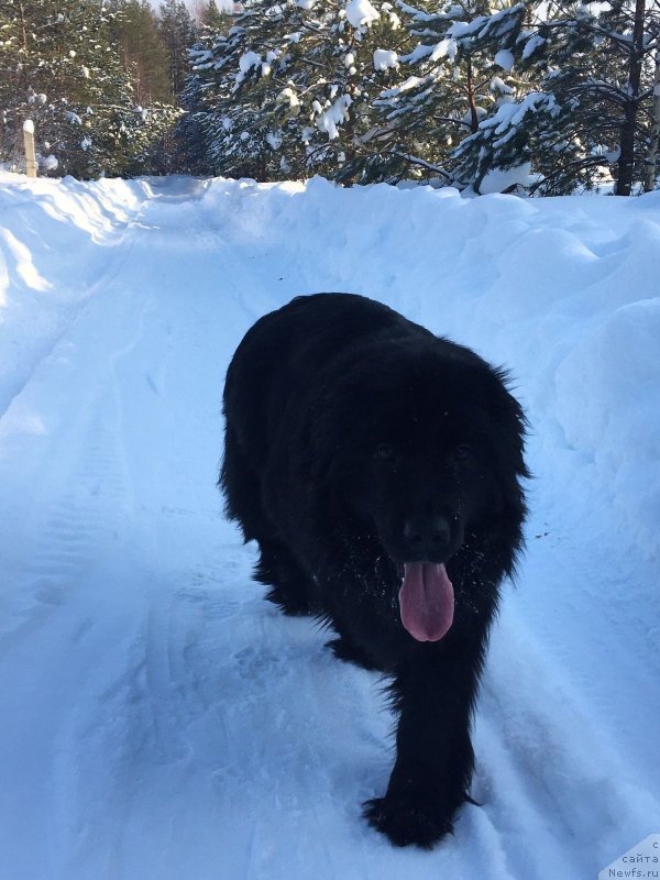 Фото: ньюфаундленд Джилли Блек Черри (Dzhilli Blek Cherri)