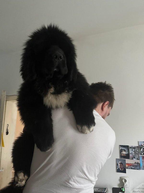 Фото: ньюфаундленд King of Helluland East 17