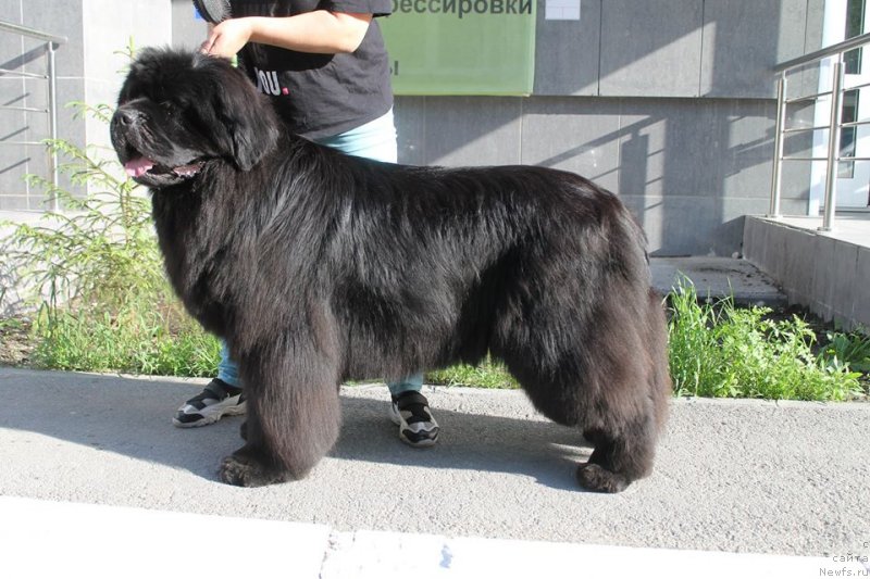 Фото: ньюфаундленд Добрыня от Сибирского Медведя