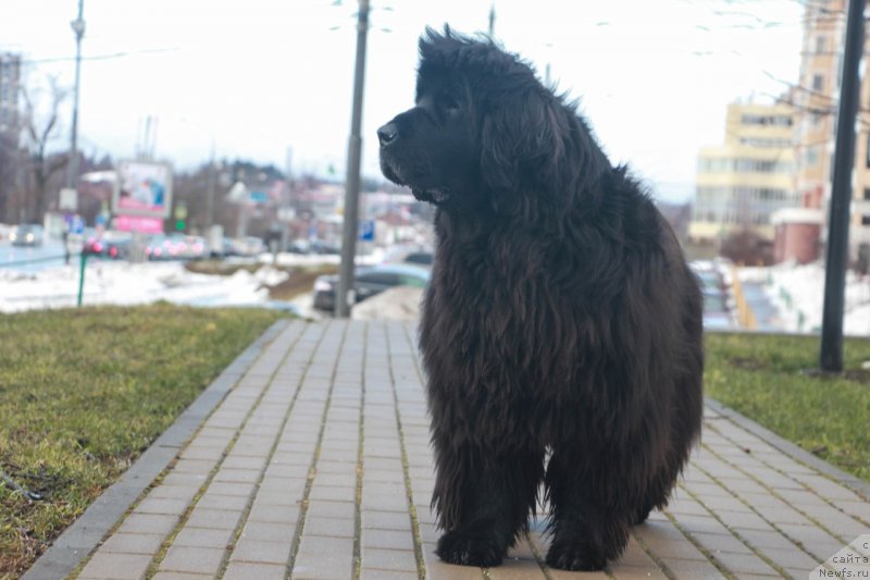 Фото: ньюфаундленд Донатс Прайд Бэт Мидлер