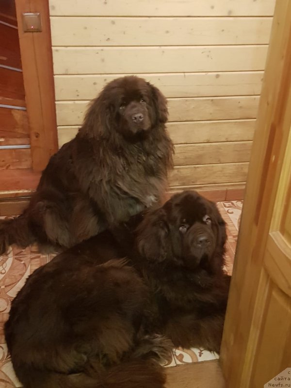 Фото: ньюфаундленд Хит Шелико Гуди Хот Чоколат, ньюфаундленд Интрига Ринга Вишня в Шоколаде