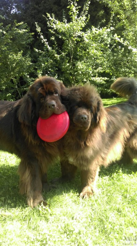 Фото: ньюфаундленд Интрига Ринга Вишня в Шоколаде, ньюфаундленд Хит Шелико Гуди Хот Чоколат