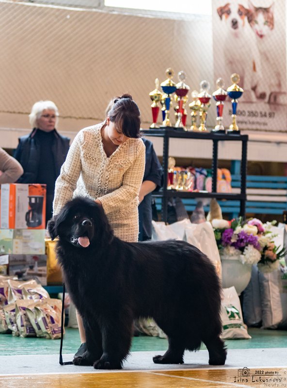 Фото: ньюфаундленд Дивина Стар Фиш (Divina Star Fish)