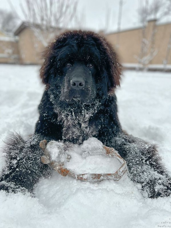 Фото: ньюфаундленд Шерман Лав Форевер (Sherman Lav Forever)