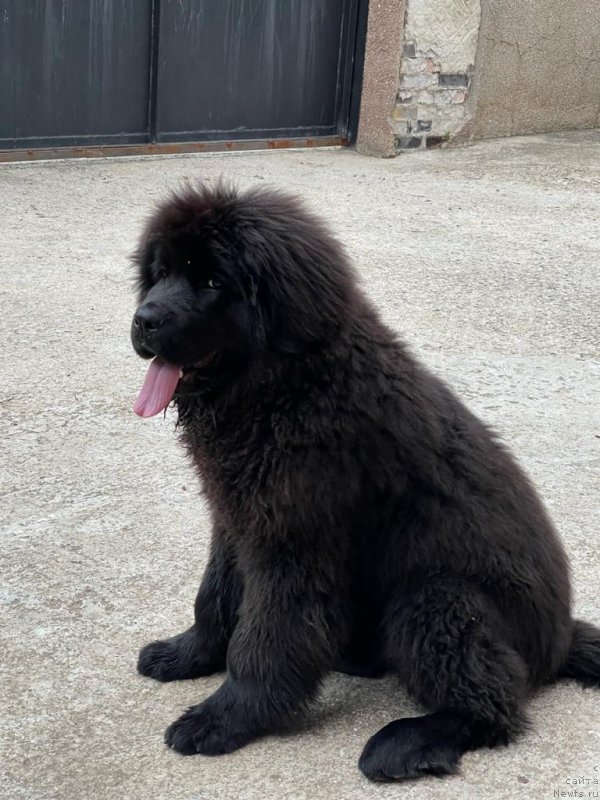 Фото: ньюфаундленд Дейзи Лунар Лите