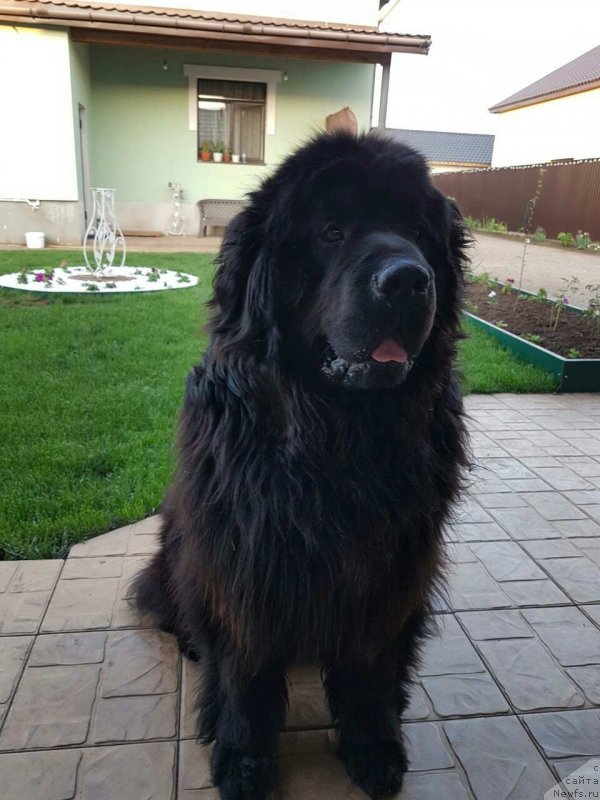 Фото: ньюфаундленд Посланник Ангела Гораций