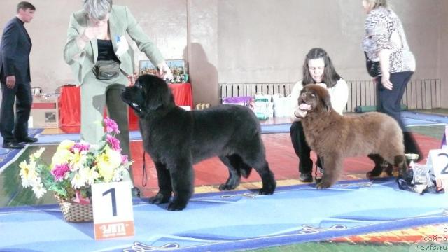 Фото: ньюфаундленд Giacomo vom Darius Land, ньюфаундленд Марица с Берега Дона для Пчёлкиного Дома (Maritsa s Berega Dona for Pchiolkin Dom)