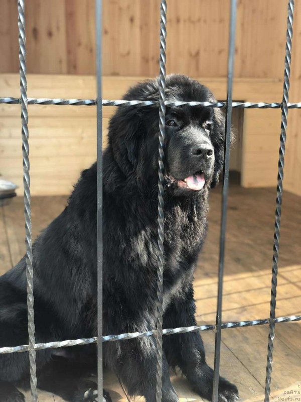 Фото: ньюфаундленд Елисей Инфант (Elisey Infant)