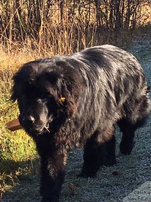 Фото: ньюфаундленд Джилли Блек Черри (Dzhilli Blek Cherri)