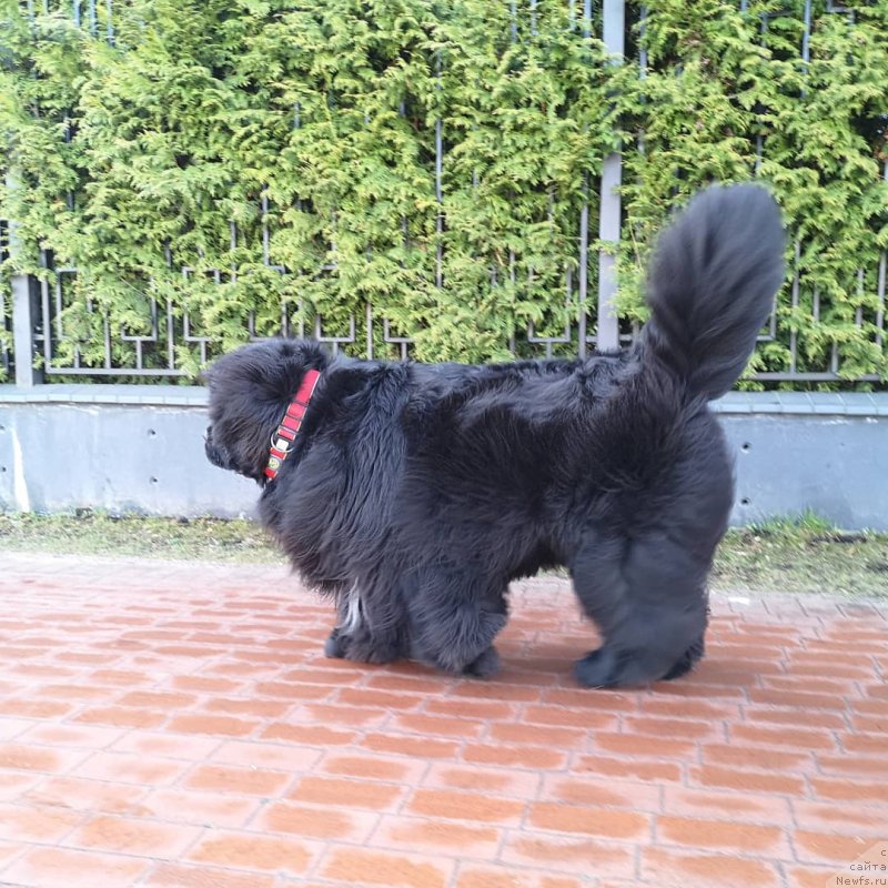 Фото: ньюфаундленд Супер Премиум Фри Винд (Super Premium Free Wind)