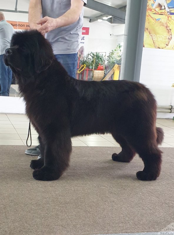 Фото: ньюфаундленд Хозяин Тайги Честь (Hozjain Taygi Chest)