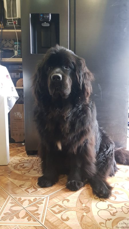 Фото: ньюфаундленд Смигар Зена Квуин оф Ворриорс (Smigar Zena Queen of Warriors)