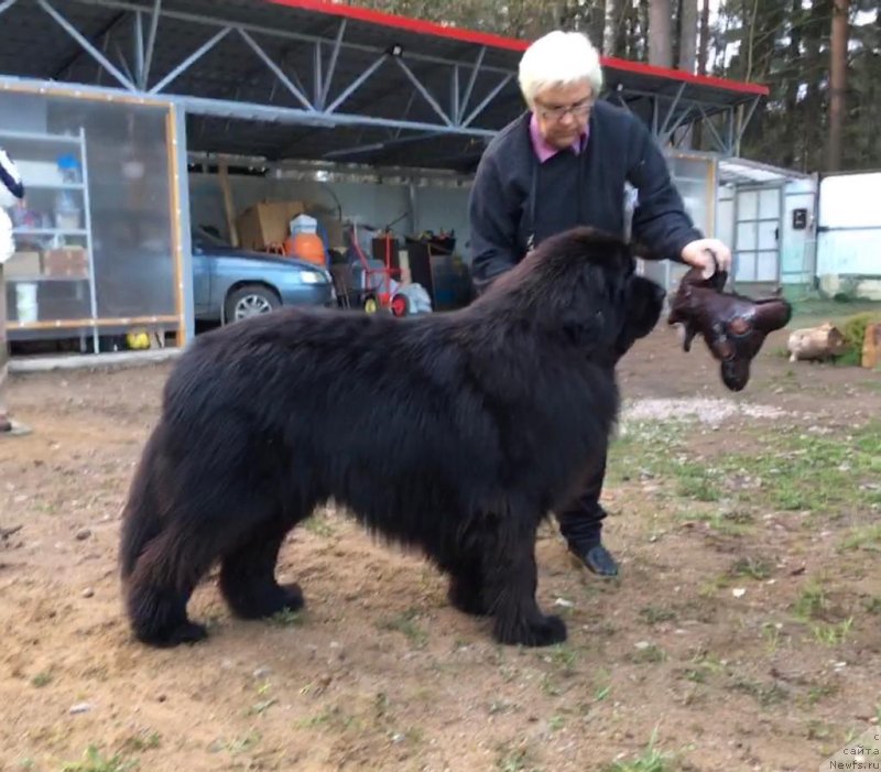 Фото: ньюфаундленд Смигар Еври Соул Вонт Лав (Smigar Every Soul Want Love)