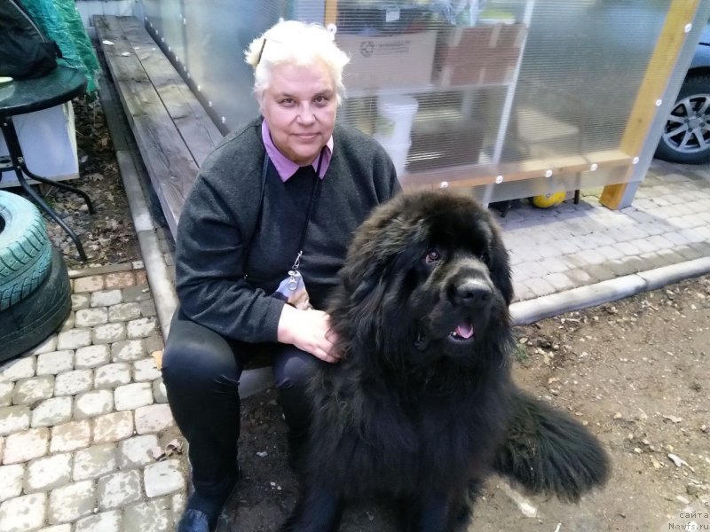 Фото: ньюфаундленд Смигар Еври Соул Вонт Лав (Smigar Every Soul Want Love)