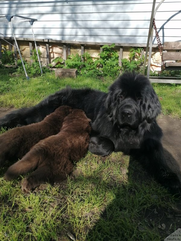 Фото: ньюфаундленд Смигар Голден Рул