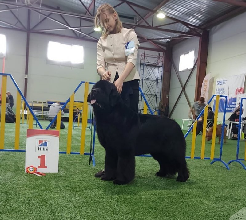 Фото: ньюфаундленд Смигар Глейд Спринг (Smigar Glade Spring)