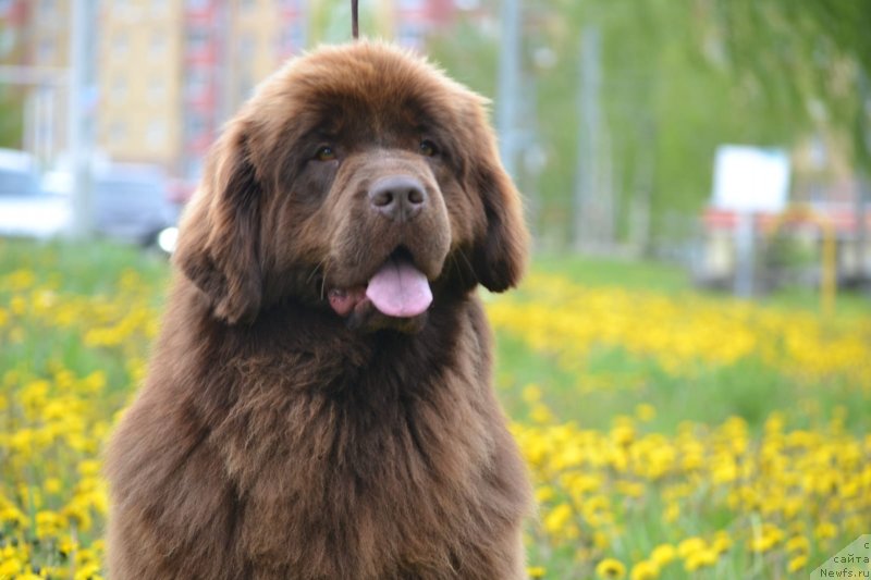 Фото: ньюфаундленд Хит Шелико Ингеборга Импрессия (Hit Sheliko Ingeborga Impressiya)