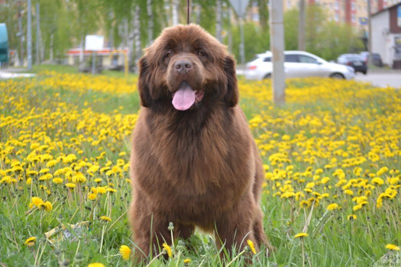 Фото: ньюфаундленд Хит Шелико Ингеборга Импрессия (Hit Sheliko Ingeborga Impressiya)