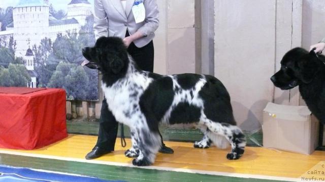 Фотография № 24898