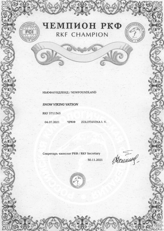 Фото: ньюфаундленд Сноу Викинг Ватсон
