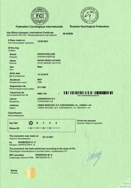 Фото: ньюфаундленд Сноу Викинг Ватсон