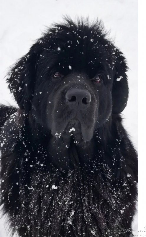 Фото: ньюфаундленд Сноу Викинг Ватсон