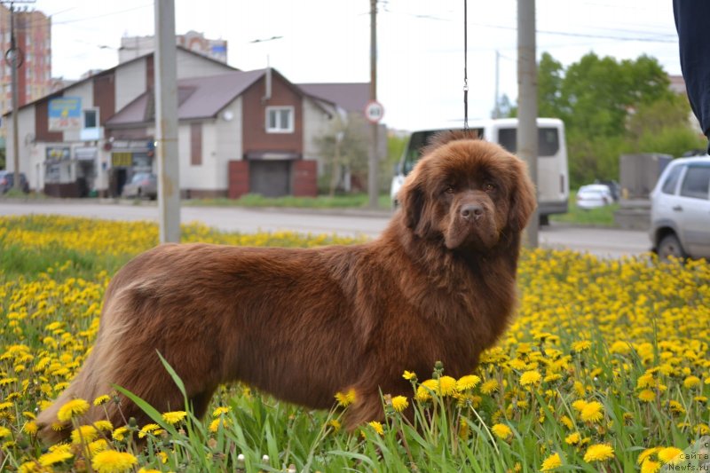 Фото: ньюфаундленд Хит Шелико Ингеборга Импрессия (Hit Sheliko Ingeborga Impressiya)
