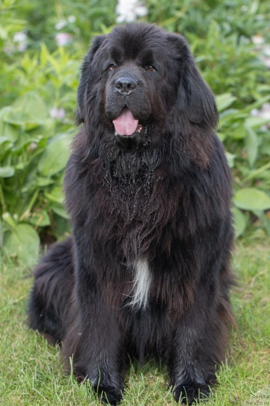 Фото: ньюфаундленд Даанич Веселый Роджер