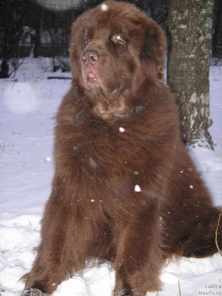 Фото: ньюфаундленд Смигар Свен Браун (Smigar Sven Brown)