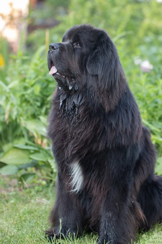 Фото: ньюфаундленд Даанич Веселый Роджер